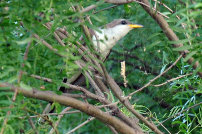 621cooks 042yellowbilled.jpg