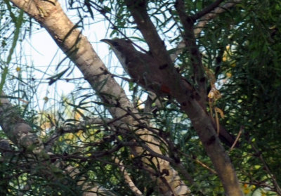 621cooks 065yellowbilled.jpg