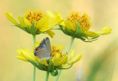 621cooks 112grayhairstreak.jpg
