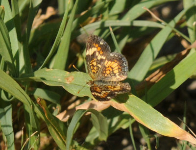 622cooks 091phaon.jpg