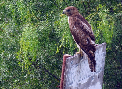 624cooks 031redtail.jpg