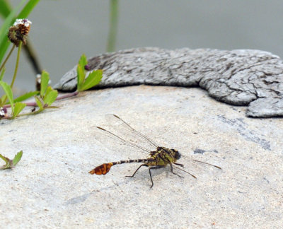 624cooks 053clubtail.jpg