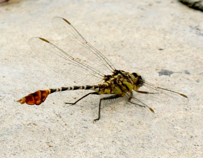 624cooks 055clubtail.jpg