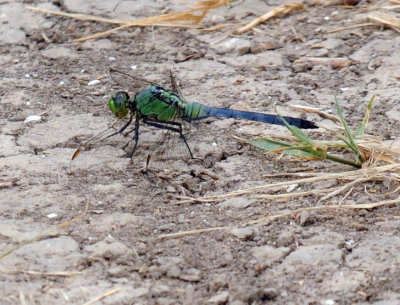 624cooks 063easternpondhawk.jpg