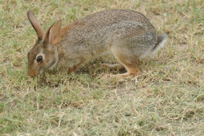 624cooks 073bunny.jpg