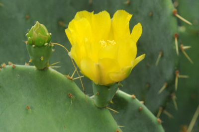 624cooks 122cactus.jpg