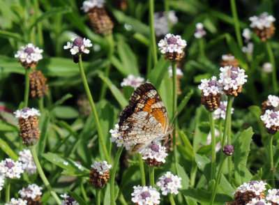 626cooks 037phaon.jpg