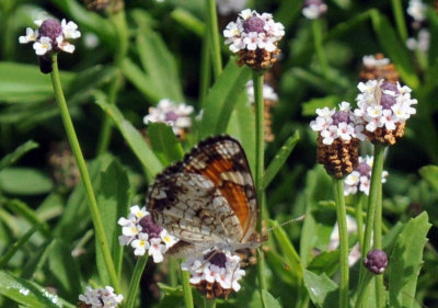 626cooks 038phaon.jpg