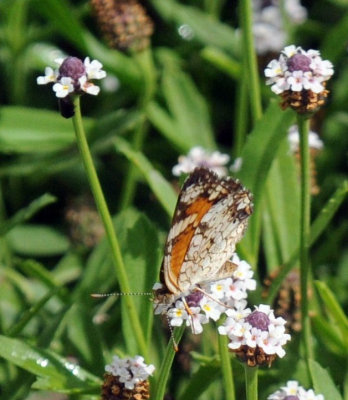 626cooks 040phaon.jpg