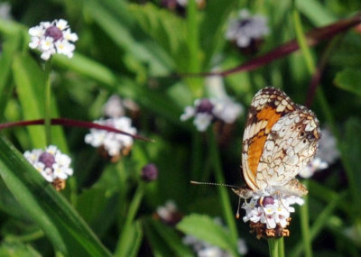 626cooks 042phaon.jpg
