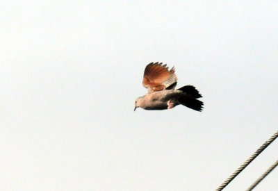 627cooks 106cogrounddove.jpg