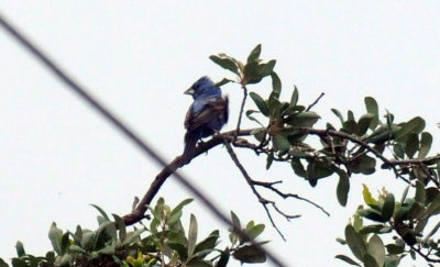 628cooks 005blue.jpg