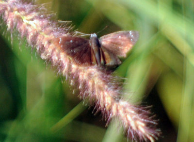 629cooks 047scallopwing.jpg