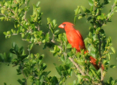 629cooks 050cardinal.jpg