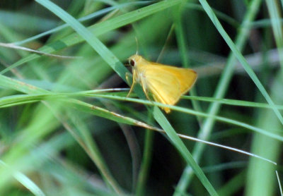 629cooks 138skipper.jpg
