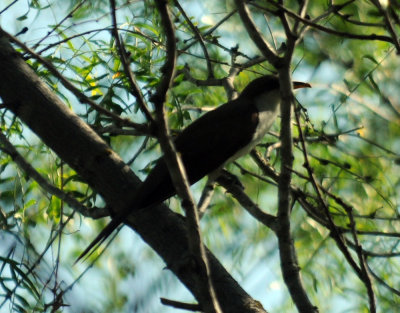 629cooks 157yellowbilled.jpg