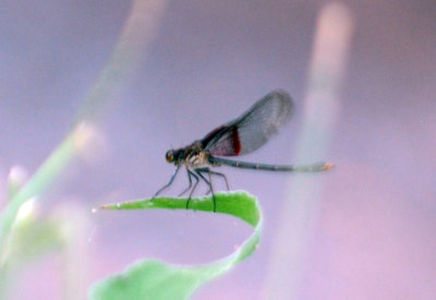 629cooks 179rubyspot.jpg