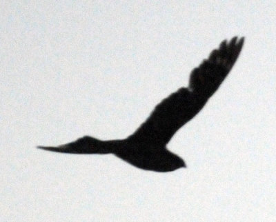 629uln 028lesser.jpg