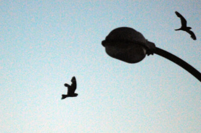 73lesser 019lesser.jpg