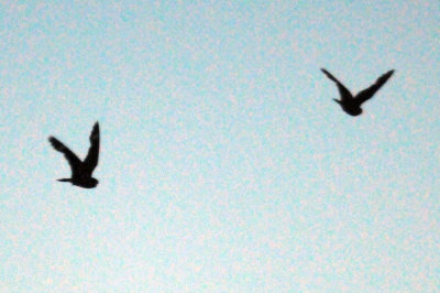 73lesser 022lesser.jpg
