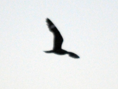 73lesser 053lesser.jpg