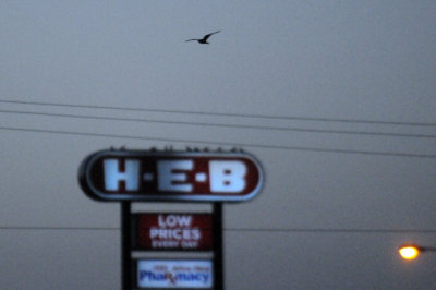 73lesser 070lesser.jpg