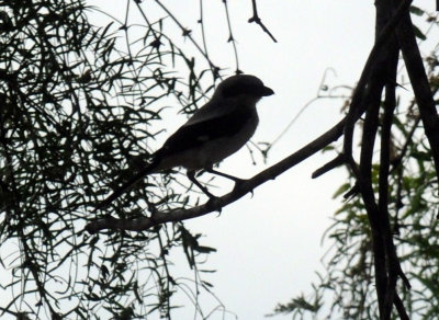 72cooks 063shrike.jpg