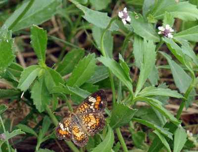72cooks 076phaon.jpg