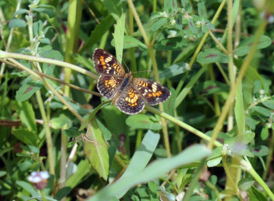 72cooks 102phaon.jpg