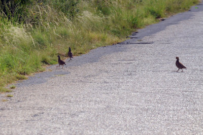 74cooks 076quail.jpg