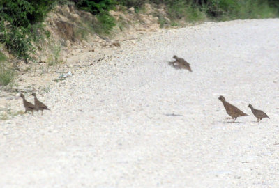 74cooks 113quail.jpg