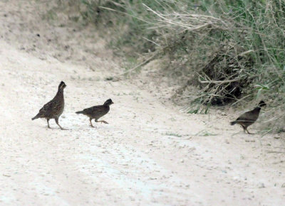 74cooks 123bwquail.jpg