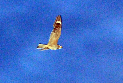 74lesser 002lesser.jpg