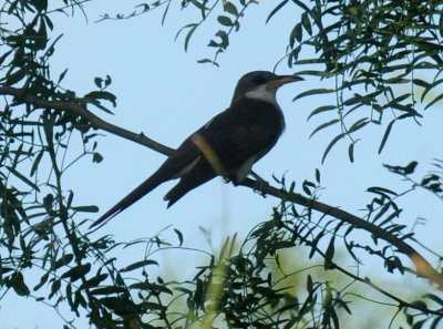 75cooks 040yellowbilled.jpg