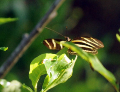 75cooks 081zebra.jpg