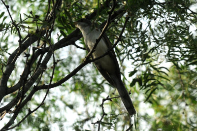 75cooks 096yellowbilled.jpg