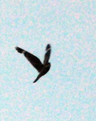 76lesser 050LESSER.jpg