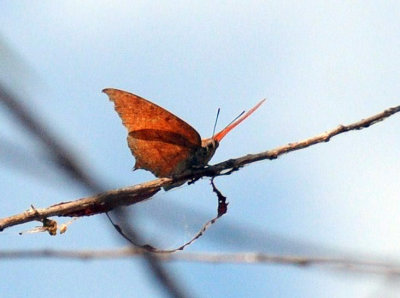 77cooks2 024goatweed leafwing.jpg