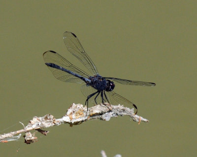 g10/63/778763/3/165791569.8f5mif0M.jpg
