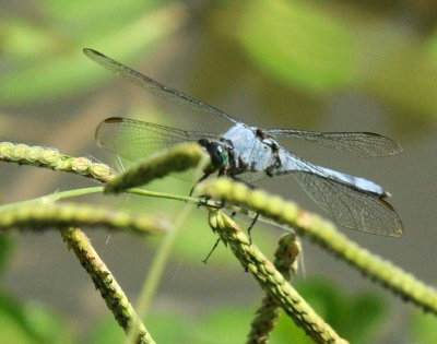 77cooks2 005easternpondhawk.jpg