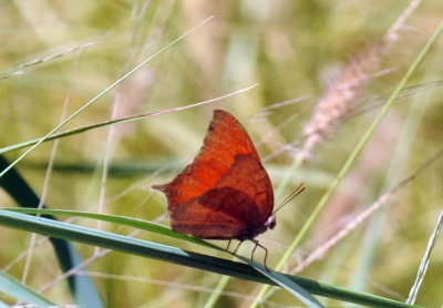 77cooks2 036goatweed leafwing.jpg