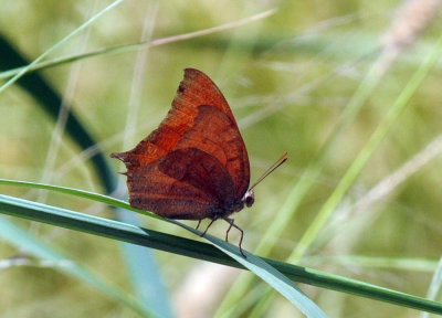 77cooks2 037goatweed leafwing.jpg