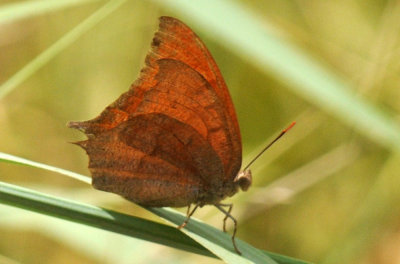 77cooks2 042goatweed leafwing.jpg