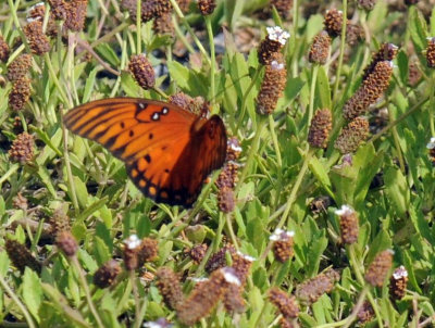 77cooks 038gulffritillary.jpg