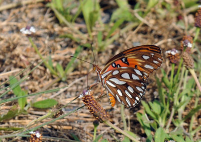 77cooks 050gulffritillaryfrogfruitzzzzzzzzzzz.jpg