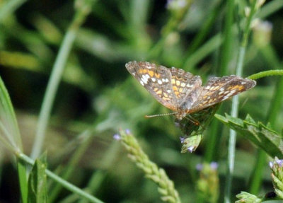 77cooks 072phaon.jpg