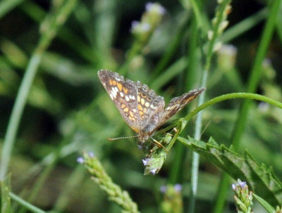77cooks 073phaon.jpg