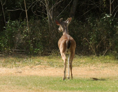 77cooks 100whitetail.jpg