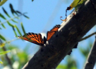 78baptisCooks 089viceroy.jpg