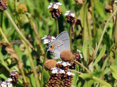 78baptisCooks 109grayhairstreak.jpg
